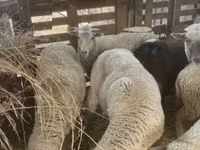 نعجة, Blackheaded Persian sheep — الصورة 5