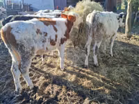 Ng'ombe jike, Simmental cattle — picha 4