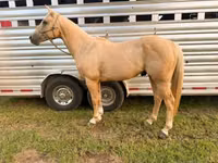 Caballo, Quarter Horse — foto 4