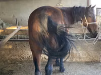 Hengst, Tatar horse — Foto 3