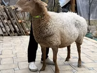 Sheep, Awassi sheep — photo 4
