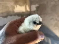 Silkie — photo 3