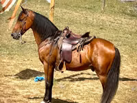 حصان, Tennessee Walking Horse — الصورة 3