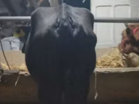 母牛, Cattle — 照片 1