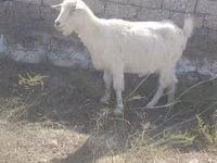 Mbuzi jike, Mbuzi — picha 2