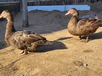 Ducks — الصورة 3