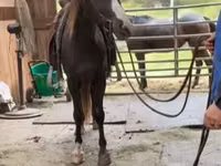 घोड़ा, Rocky Mountain Horse — फ़ोटो 6