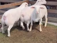 मेढ़ा, Dorper sheep — फ़ोटो 2
