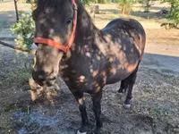 Mare, Horses — photo 2