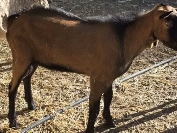 Billy Goat, Alpine goat