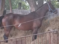 Mare, Horses — photo 2