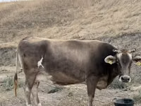 Lo’, Ukrainian Brown Dairy Cattle — sawirka 4