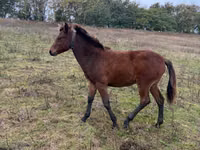 母马, Horses — 照片 2