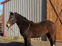 حصان, Mustang — الصورة 2