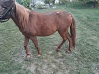 母马, Horses — 照片 2