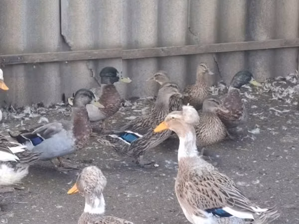 Ducks