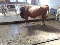 Vaca, Montbéliarde — foto 3