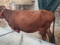 母牛, Cattle — 照片 2