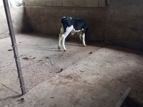 公牛, Russian Black pied cattle