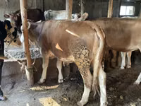 Dibi, Simmental cattle — sawirka 5
