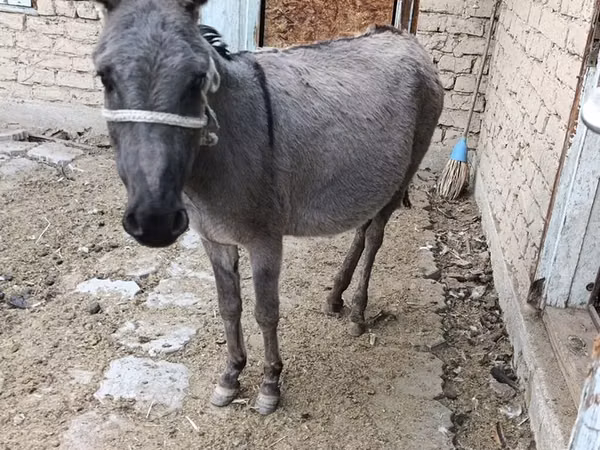 فرس, الخيول