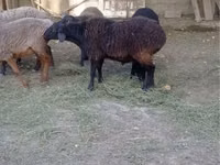 मेढ़ा, Rhon sheep — फ़ोटो 2