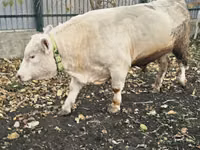 ثور, Charolais cattle — الصورة 5