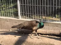 Chickens — फ़ोटो 1