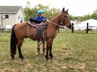 Hengst, Tennessee Walking Horse — Foto 3