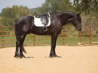 Faras, Friesian — sawirka 1