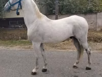 Faras, Lipizzaner — sawirka 2