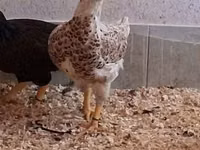 Chickens — फ़ोटो 7