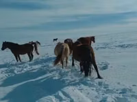 घोड़ा, Kushum Horse — फ़ोटो 1