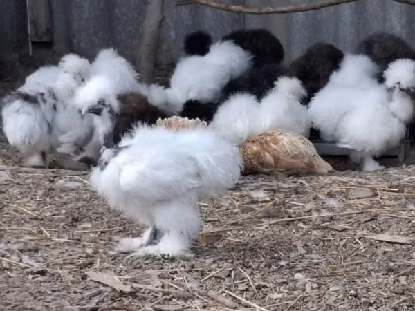 gallina danesa