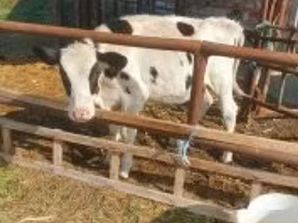 母牛, Simmental cattle