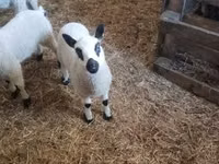 公羊, Cerry Hill sheep — 照片 5