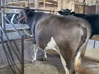 Cow, Holstein breed — photo 6
