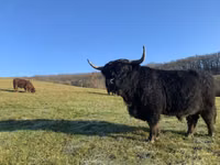 Bull, Highland — photo 1