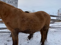 Hengst, Yakutian horse — Foto 2