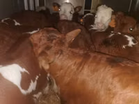 Bull, Cattle — photo 5