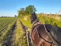 Faras, Nonius horse — sawirka 1