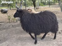 Sheep, Racka sheep — photo 2