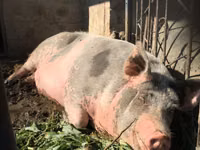 Boar, Pigs — photo 2