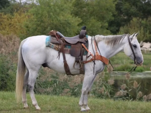 حصان, Quarter Horse