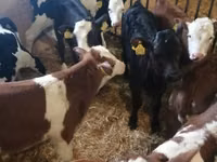 Lo’ (xirmo, jins lama sheegin), Russian Black pied cattle — sawirka 8