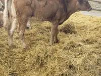 Ng'ombe jike, Simmental cattle — picha 4