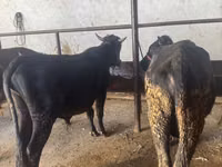 Ng'ombe (kikundi, jinsia haijatajwa), Aberdeen – Angus — picha 2