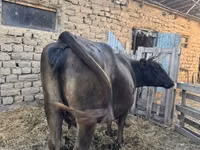 بقرة, Swiss cattle — الصورة 1