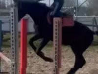 公马, Hungarian horse breed — 照片 4