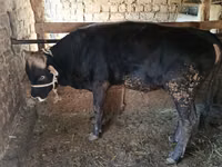 Bull, Aberdeen-Angus — photo 2
